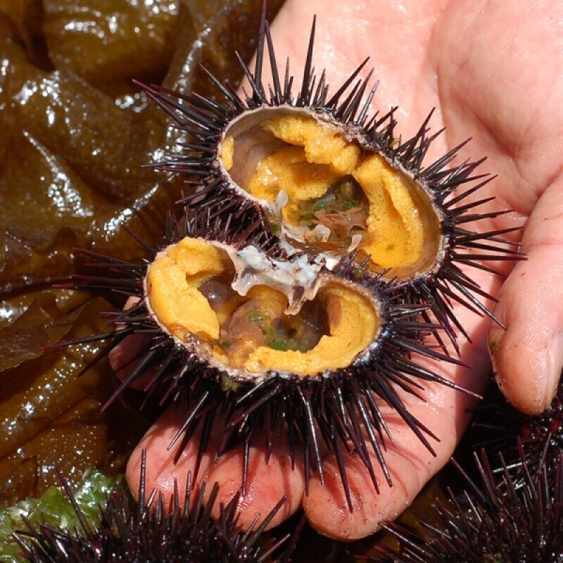 반암리수산,반암리수산 자연산 제철 성게알 100g/ 300g